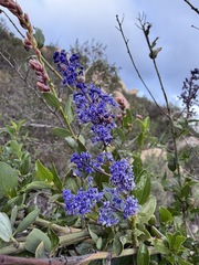 Ceanothus cyaneus