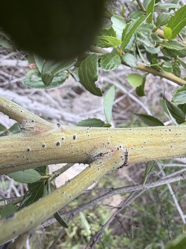 Ceanothus cyaneus, photograph 3