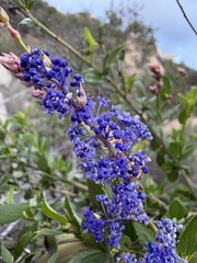 Ceanothus cyaneus, photograph (c) Matt Berger, some rights reserved (CC BY)