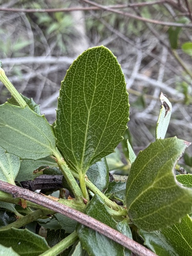 Ceanothus cyaneus, photograph 5