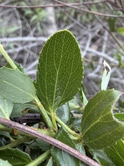 Ceanothus cyaneus, photograph (c) Matt Berger, some rights reserved (CC BY)
