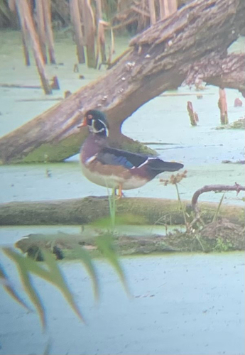 Wood Duck