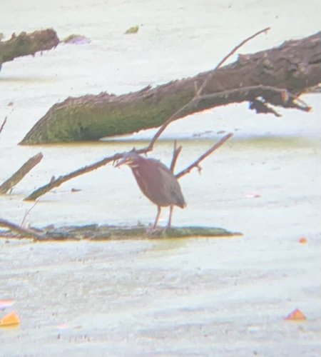 Green Heron