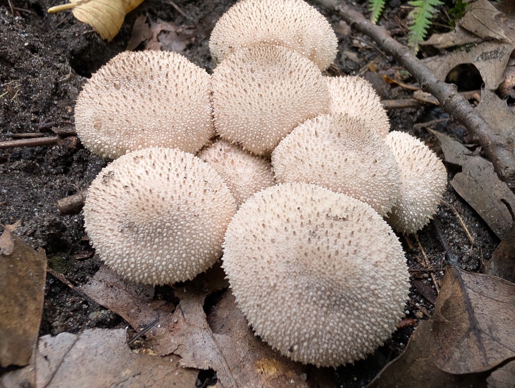 common puffball · September 2026 · photo: Photo: no rights reserved · iNaturalist