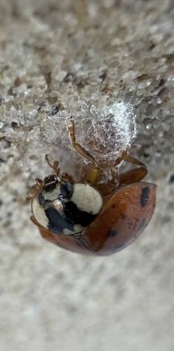 Asian Lady Beetle