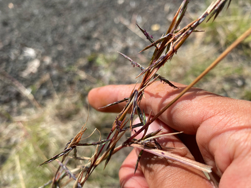 Cymbopogon refractus observed 2026-09-15