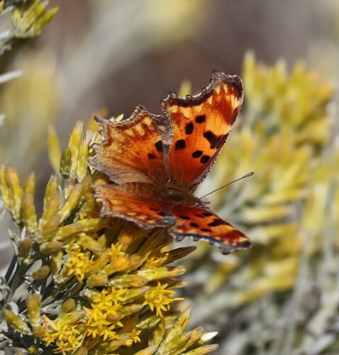 Hoary Comma