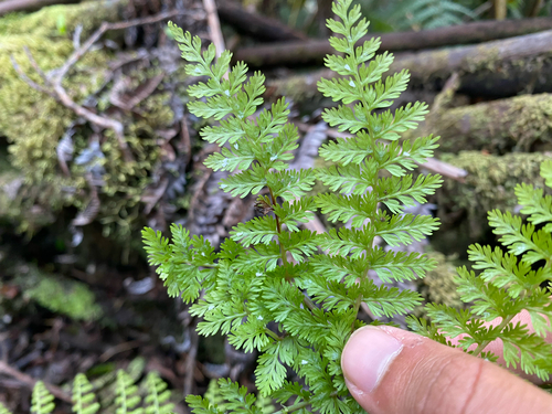 Athyrium microphyllum observed 2026-09-15