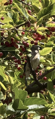 Cedar Waxwing