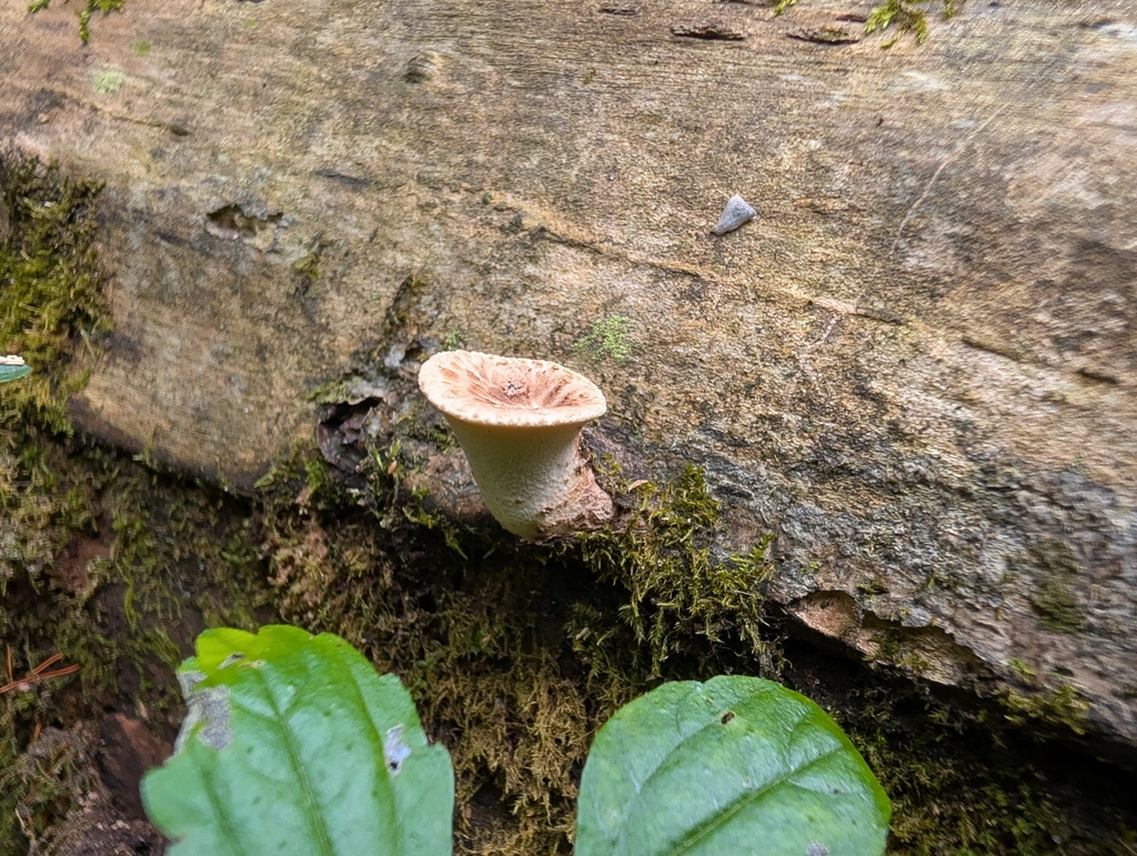 Dryad's Saddle · September 2026 · photo: Photo: no rights reserved · iNaturalist