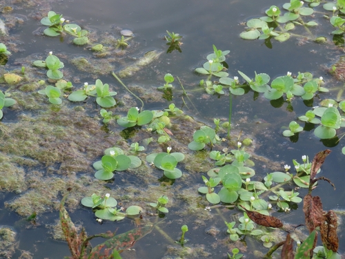 Bacopa rotundifolia, 2026-09-16