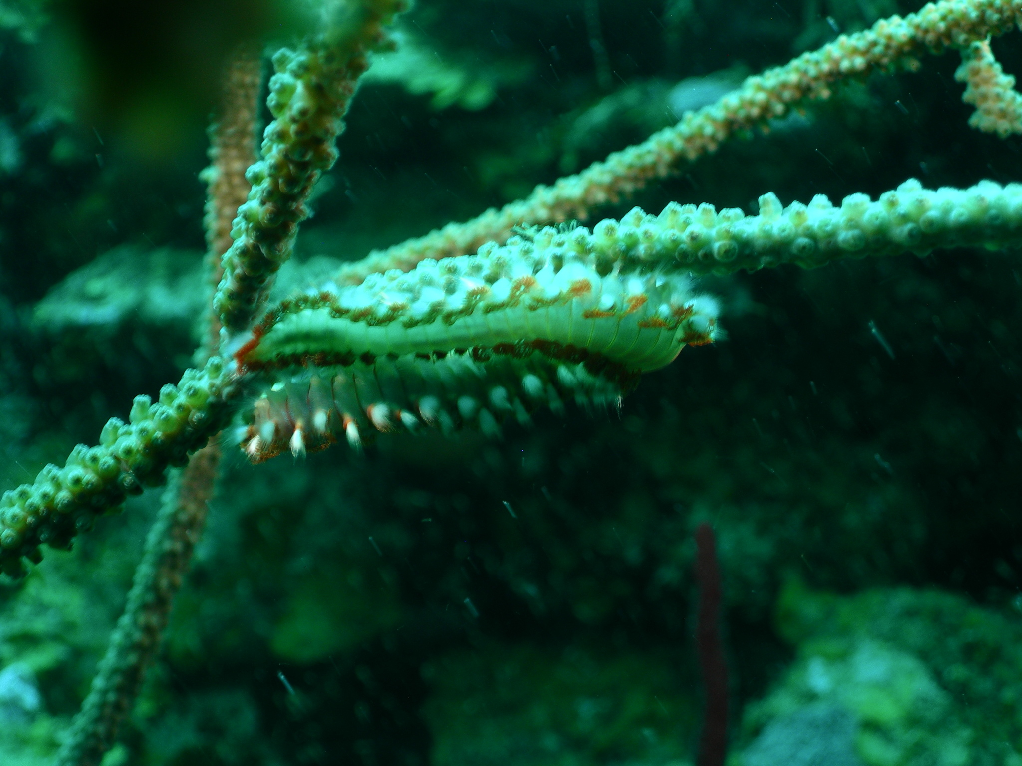 bart-feuerborstenwurm, bearded fireworm, brandworm, cuc de foc, feuerwurm, green bristle worm, green fireworm, grüner feuerwurm, gusano de fuego, verme di fuoco, verme di mare, vermocane