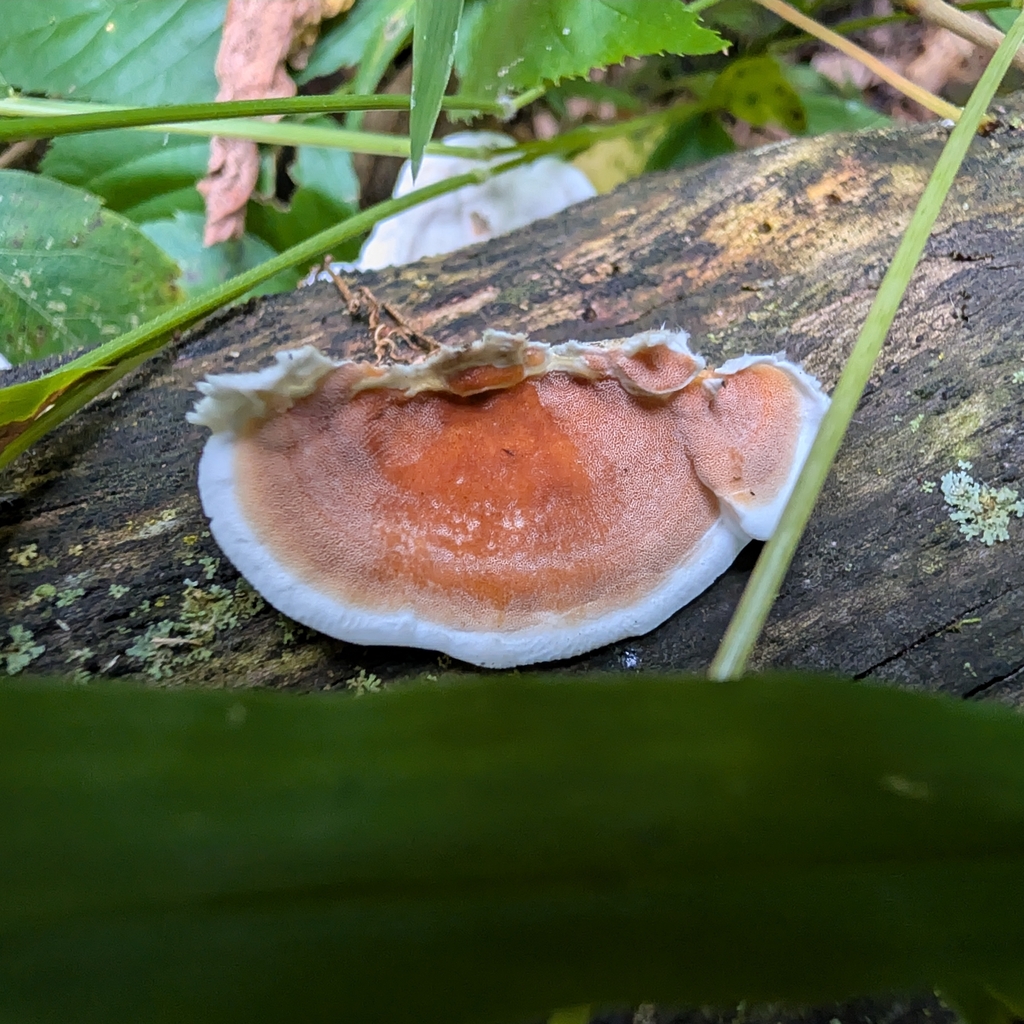 bicoloured bracket · September 2026 · photo: Photo: no rights reserved · iNaturalist