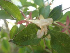 Diabelia spathulata