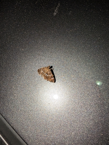 Spotted Beet Webworm Moth
