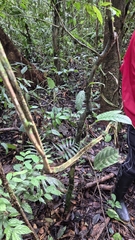 Banisteriopsis caapi