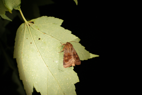 Bronzed Cutworm Moth