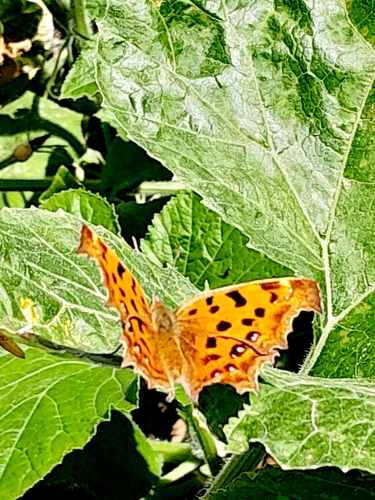 Asian Comma