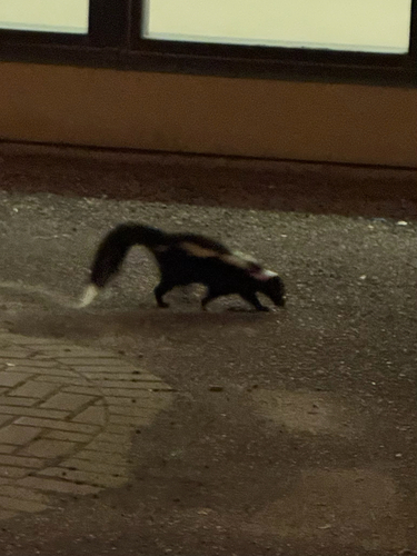 Striped Skunk