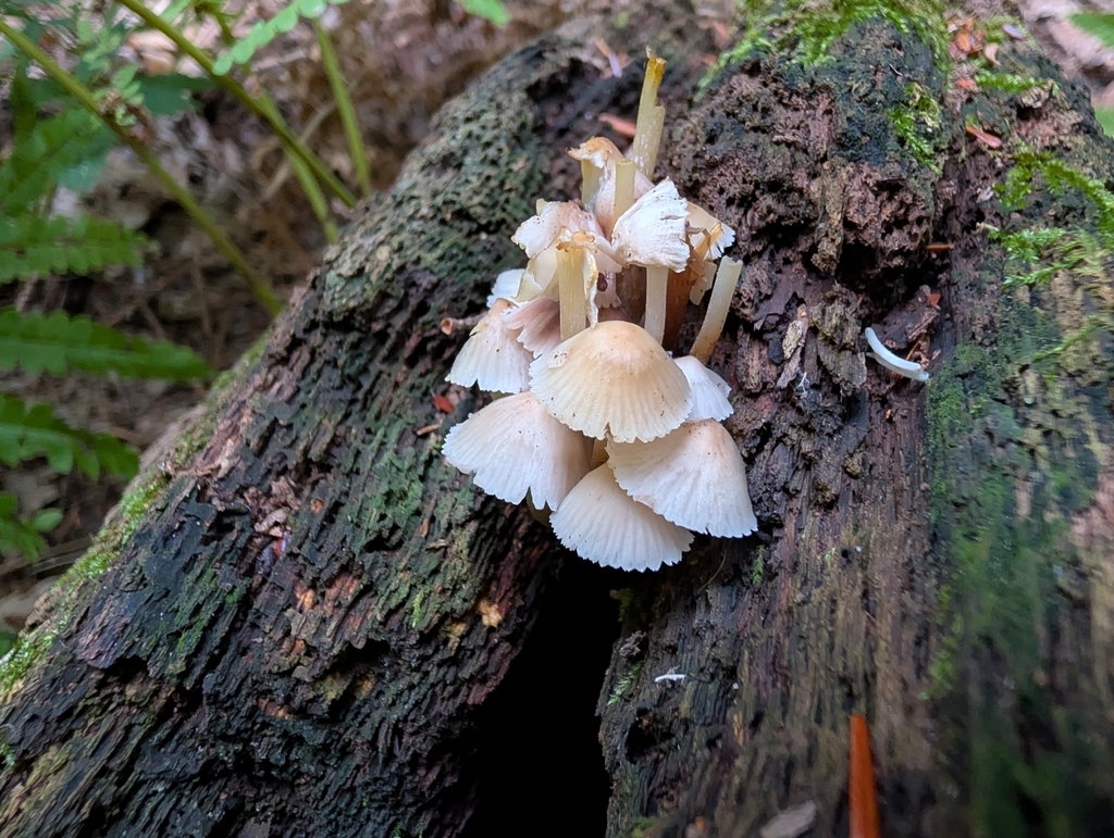 clustered bonnet · September 2026 · photo: Photo: no rights reserved · iNaturalist