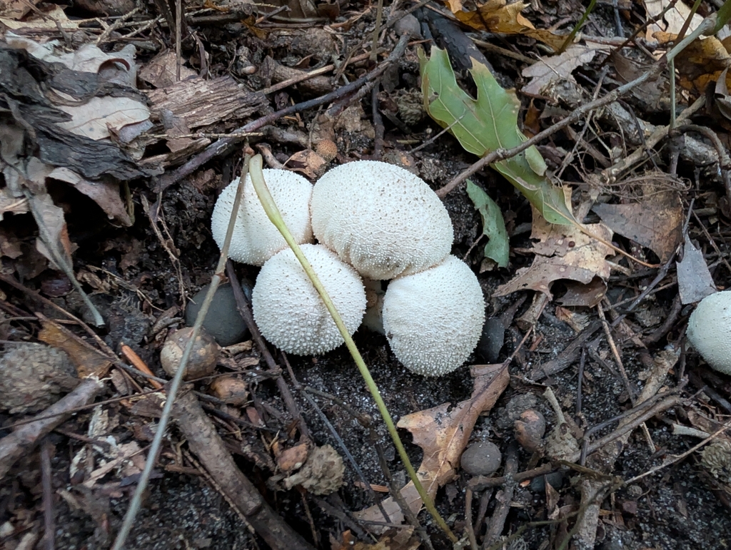 common puffball · September 2026 · photo: Photo: no rights reserved · iNaturalist
