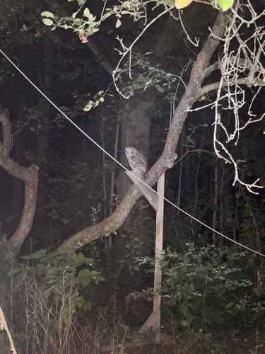 Barred Owl