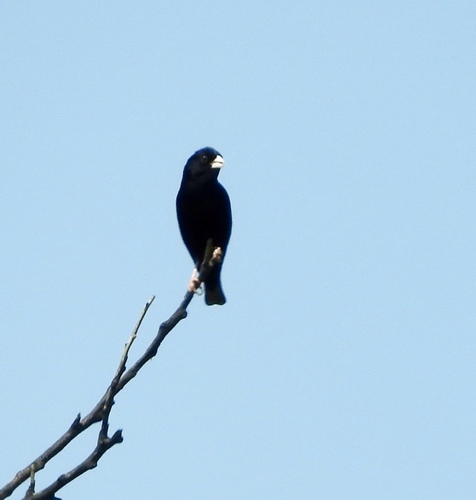 Purple Indigobird (Vidua purpurascens), photo 6