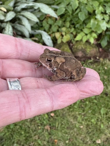 American Toad
