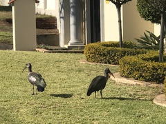 Bostrychia hagedash hagedash