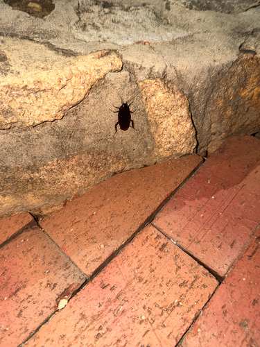 Smokybrown Cockroach
