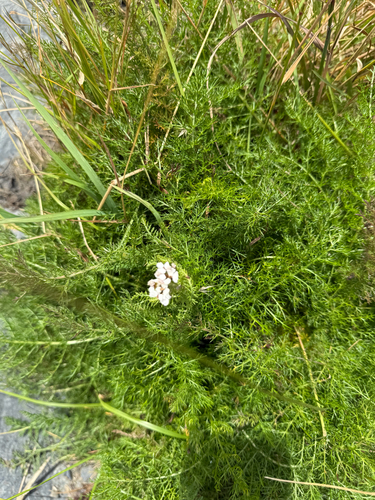common yarrow