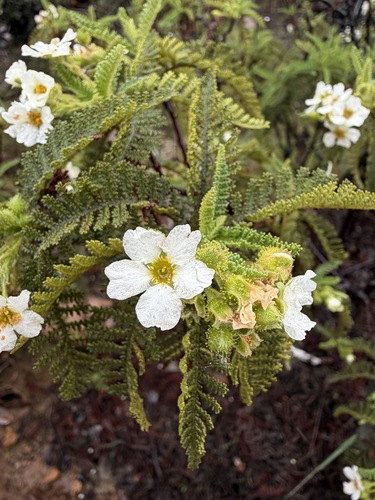 Chamaebatia australis