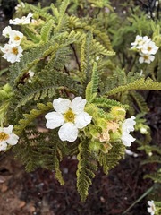 Chamaebatia australis