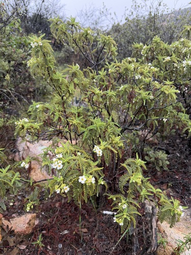 Chamaebatia australis, photograph 2