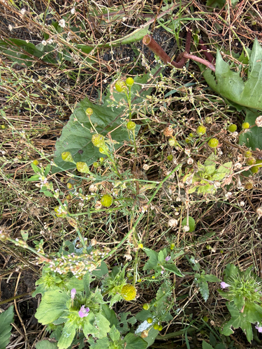 pineapple-weed