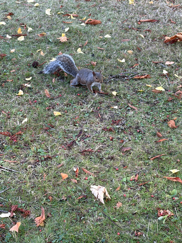 Eastern Gray Squirrel