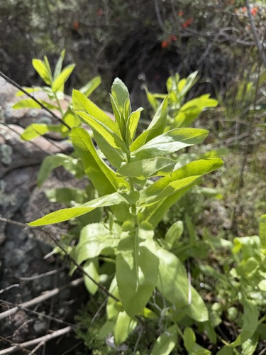 Acourtia microcephala