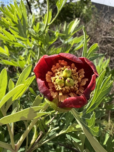 Paeonia californica