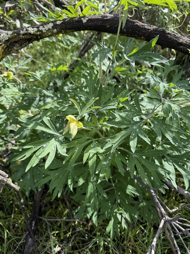 Paeonia californica, photograph 2