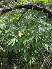 Paeonia californica, photograph (c) Matt Berger, some rights reserved (CC BY)