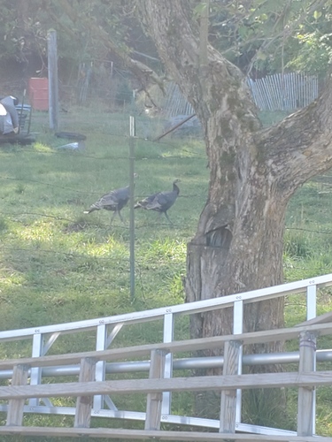 Wild Turkey