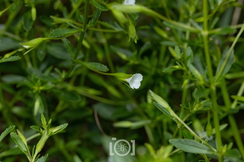 Mecardonia acuminata, photograph 4