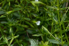 author not stated, no rights reserved Mecardonia acuminata, photograph author not stated, no rights reserved