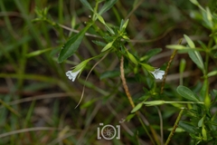 author not stated, no rights reserved Mecardonia acuminata, photograph author not stated, no rights reserved