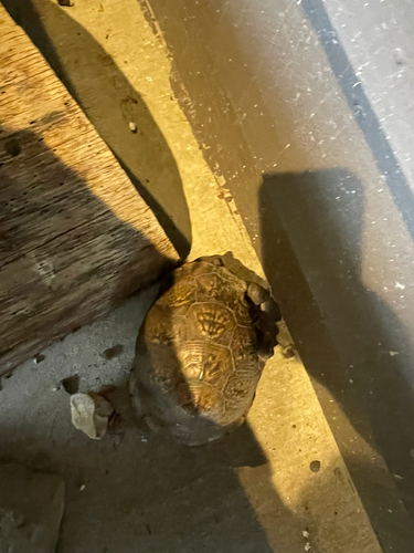 Three-toed Box Turtle