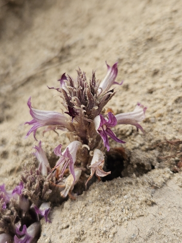 Flat-top Broomrape