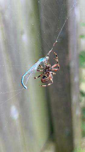 Spotted Orbweaver