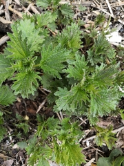 Urtica dioica