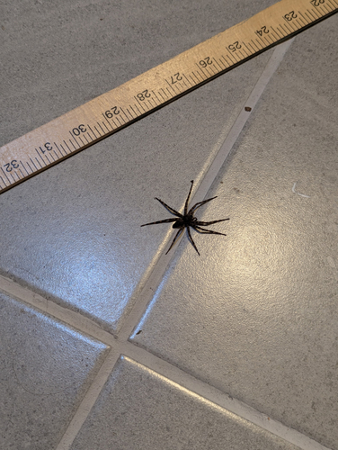 Dark Fishing Spider