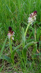 Neotinea ustulata ustulata